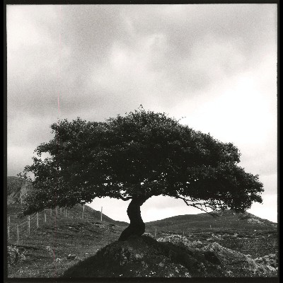 Low Tree, Elgol